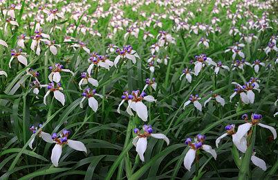 《真女神转生5》迎来发售一周年 官方公布贺图